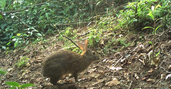 Iepurele Omiltemi, considerat dispărut de un secol, a fost redescoperit în Mexic