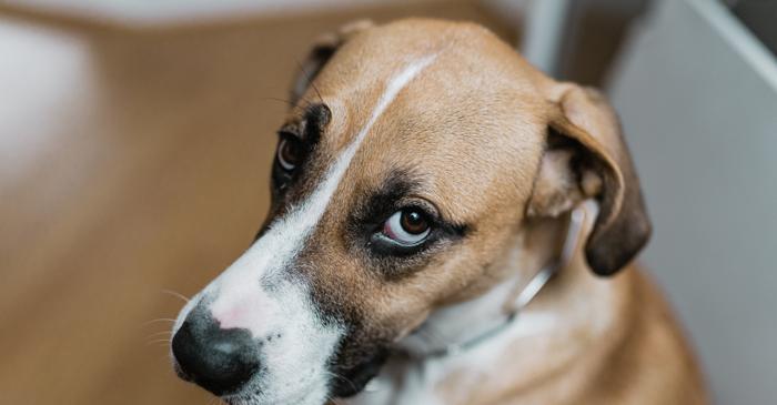 Merită un câine toate sacrificiile?