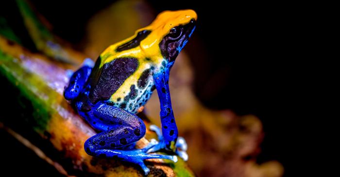 O broască otrăvitoare din Guyana dansează pentru a-și prinde prada