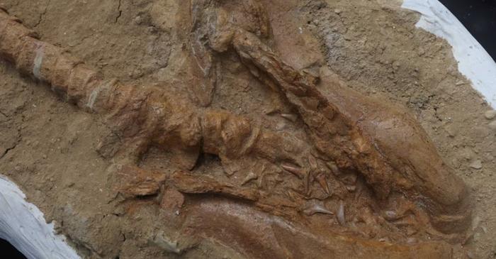 O fosilă completă a unui rechin uriaș, descoperită în deșertul din Peru