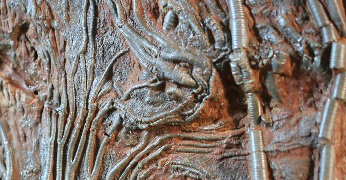 O masă fosilizată de 66 de milioane de ani a fost descoperită în stâncile din Danemarca