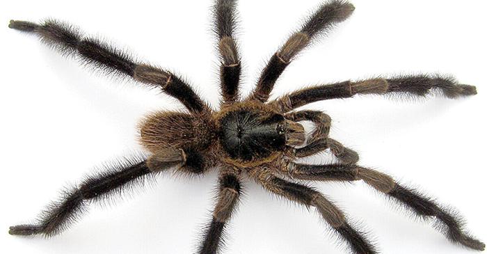 O nouă specie de tarantulă gigantică, descoperită în vestul Cubei, uimește cercetătorii
