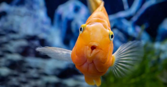 Paradoxul respirației subacvatice: Cum se pot sufoca peștii în propriul mediu