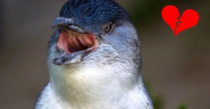 Pinguinii de pe Insula Phillip divorțează în număr record din cauza eșecurilor de reproducere