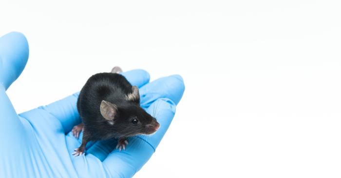 Șoareci cu doi tați: Ce limite genetice au fost depășite?