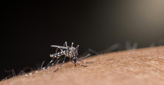 Țânțarii toxici: o soluție salvatoare?