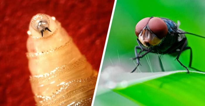 Viermele-șurub: revine amenințarea?