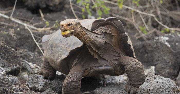 Care animal marin a doborât toate recordurile de longevitate