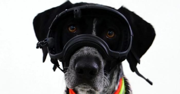 Cercetătorii au descoperit metoda perfectă de a capta atenția câinilor