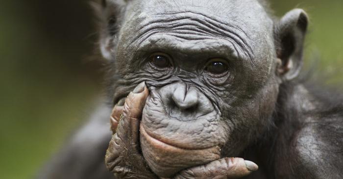 Cimpanzeii bonobo înțeleg când oamenii nu știu unde este ascunsă mâncarea