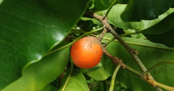 Medicamentul australian anticancer EBC-46 ar putea fi cheia tratamentului împotriva HIV