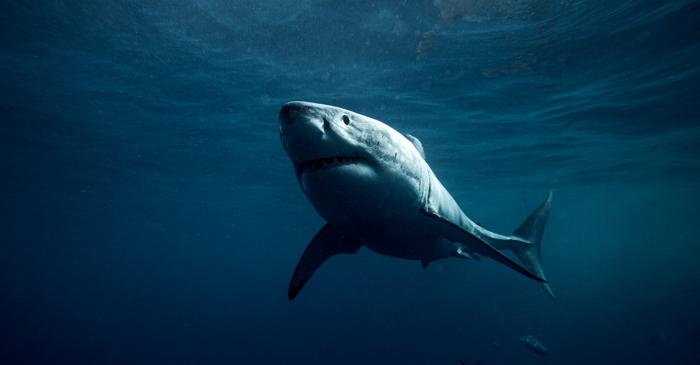 Orcile din Australia vânează sistematic marele rechin alb pentru ficatul său