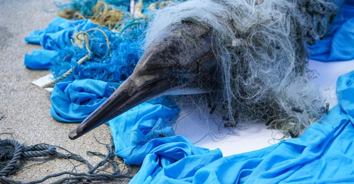 Statele Unite au interzis importul de fructe de mare pentru a proteja mamiferele marine