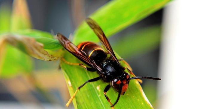 Vespai: capcana inteligentă care urmărește cu precizie viespile asiatice din Marea Britanie