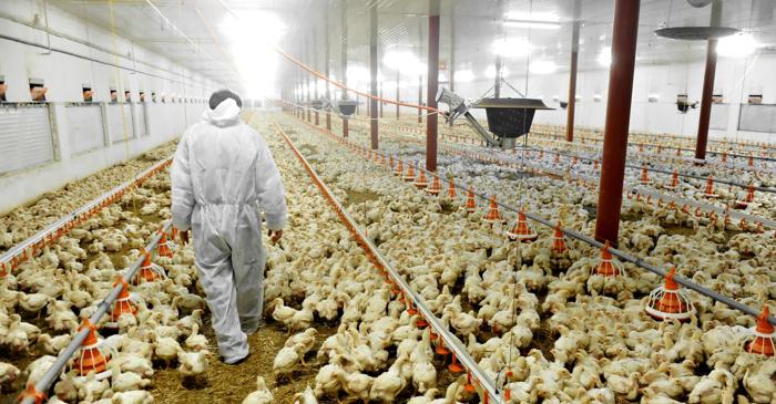 Cât costă cu adevărat să reducem suferința puilor din fermele industriale?