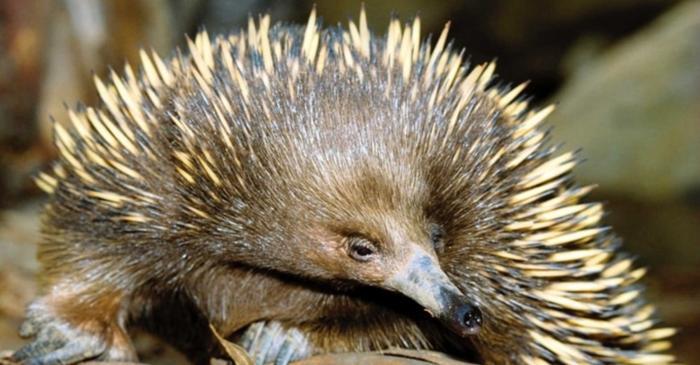 O videastă americană a filmat un echideu albinos extrem de rar în Tasmania