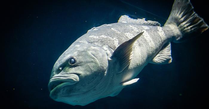 Peștii din adâncurile oceanelor evoluează mai rapid, dar cu mai puțină diversitate de forme