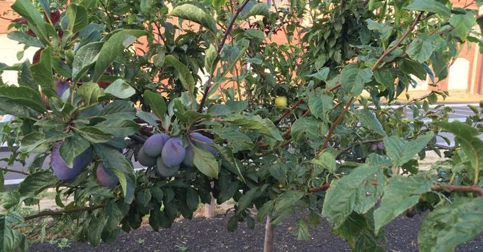 Un artist american a creat un arbore cu 40 de soiuri de fructe pentru a salva varietățile uitate