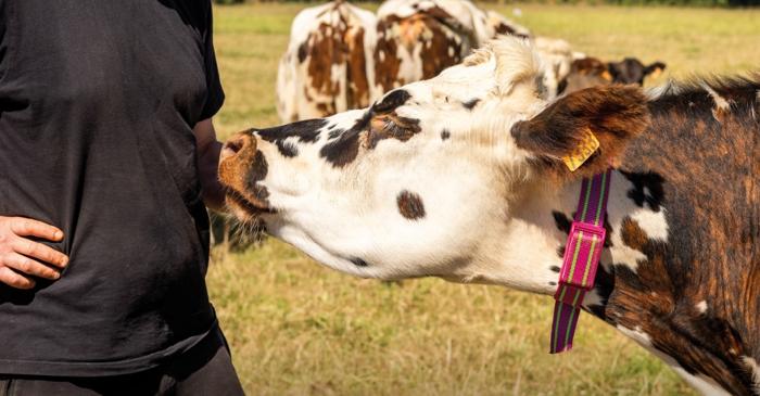 Un start-up francez a creat un colier inteligent care crește producția de lapte a vacilor