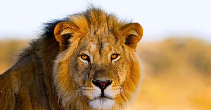 Animalele sălbatice se tem mai mult de oameni decât de lei