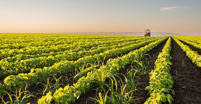 Ce înseamnă pentru consumatori aprobarea noilor plante modificate genetic în Uniunea Europeană?