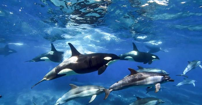 Orcele își reduc volumul sonarului pentru a coopera cu delfinii la vânătoarea de somon