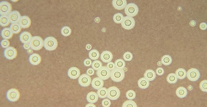 Schimbările climatice ajută ciuperci mortale să se adapteze la căldură și să infecteze oamenii