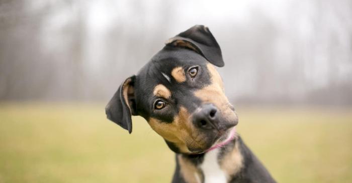 Câinii cu un creier mai mic răspund mai bine la dresaj și au o memorie superioară