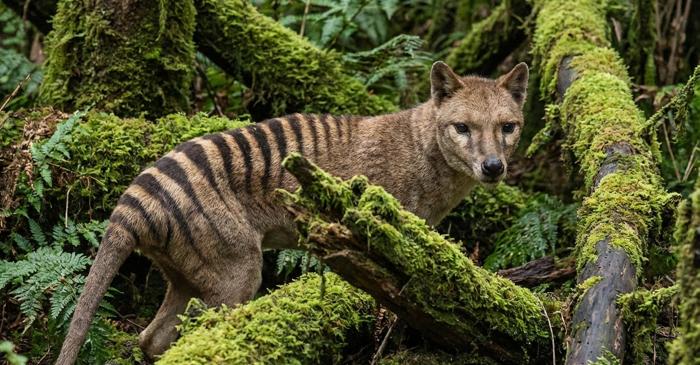 Ce au în comun dodo, delfinul de China și ursul grizzly de California?