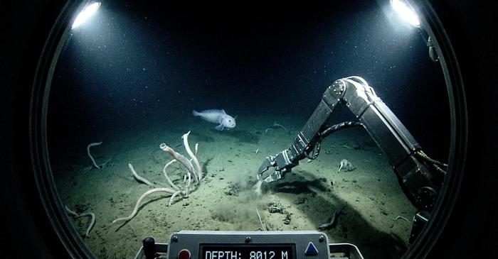 Ce prădător vânează în întuneric total la 8.000 de metri sub ocean?