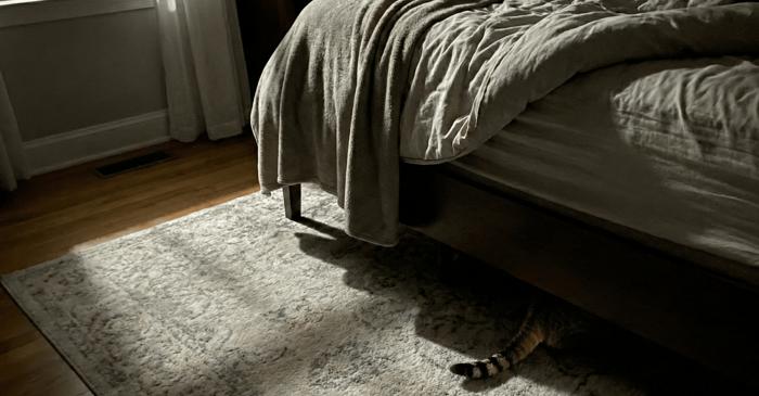 Ce se ascunde, de fapt, în spatele reputației de gurmand a pisicii domestice?