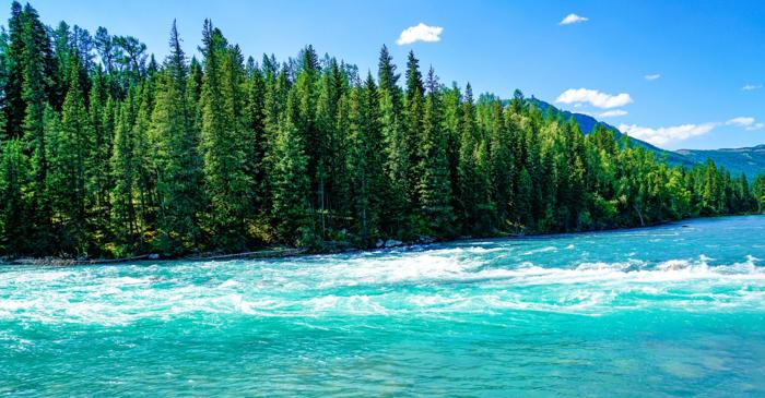 Cercetătorii propun tăierea arborilor din taiga pentru a-i scufunda în Oceanul Arctic și elimina un miliard de tone de CO2 anual