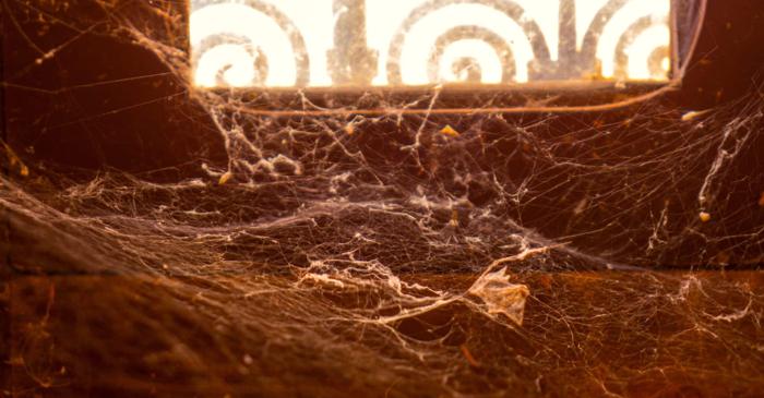 Cum a trăit o familie cu 2.000 de păianjeni veninoși fără să fie mușcată?