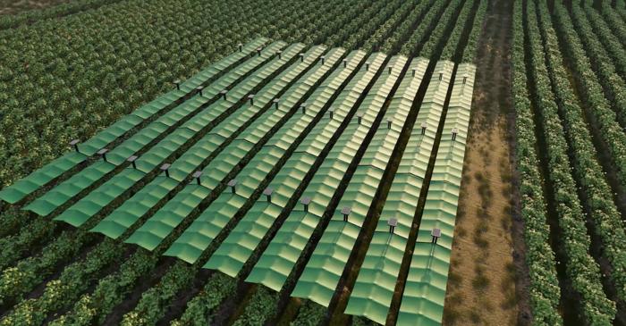 Cum poate un sistem de umbrele inteligente să salveze recolta de struguri de vremea extremă?