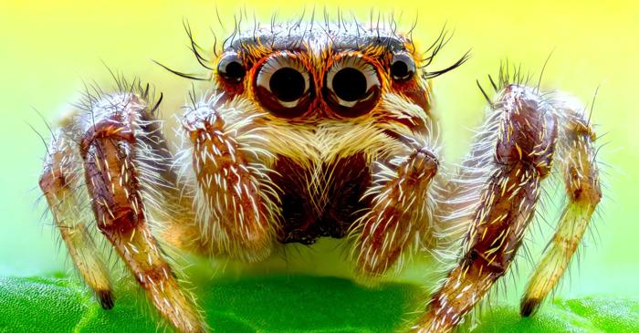 Cum reușește un păianjen solitar să își recunoască semenii?