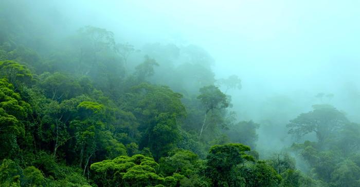 Cum transformă Amazonul o amenințare climatică într-o oportunitate?