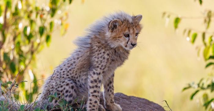 De ce imită puii de ghepard unul dintre cele mai agresive mamifere din savană?