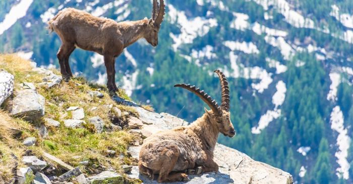 De ce încercarea de a supraviețui căldurii pune în pericol ibexul alpin?