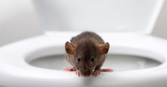 De ce ploile abundente aduc șobolani în toaletele locuințelor?