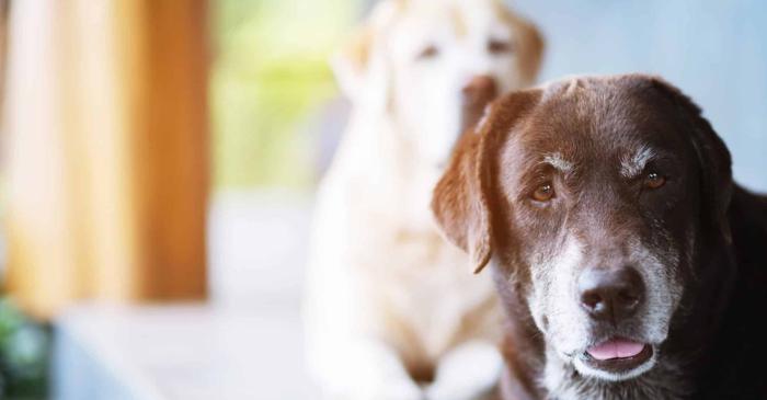 Demența canină afectează mii de câini bătrâni și modifică radical comportamentul lor