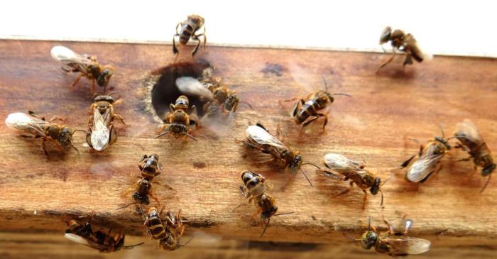 Două municipalități din Peru au acordat drepturi juridice albinelor fără ac