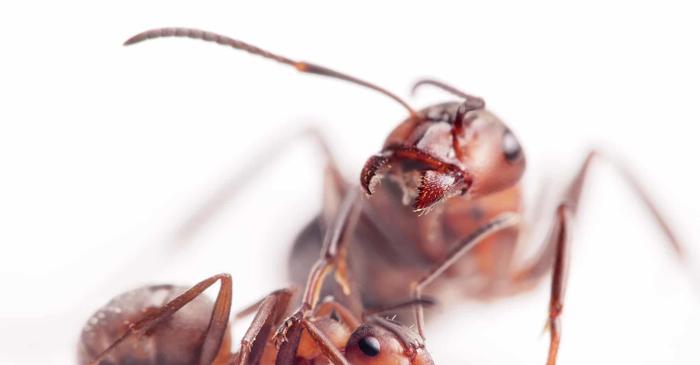 Furnicile bolnave cer să fie executate pentru a-și salva colonia