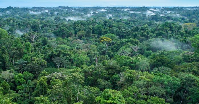 Microbi necunoscuți din mlaștinile amazoniene pot elibera miliarde de tone de carbon în atmosferă