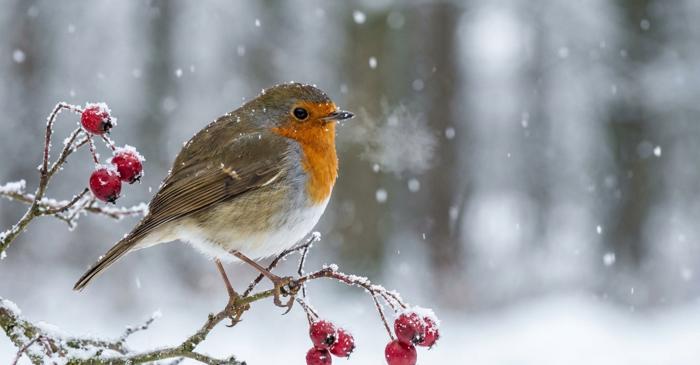 O sticlă de plastic devine un colac de salvare pentru păsările mici în timpul iernii
