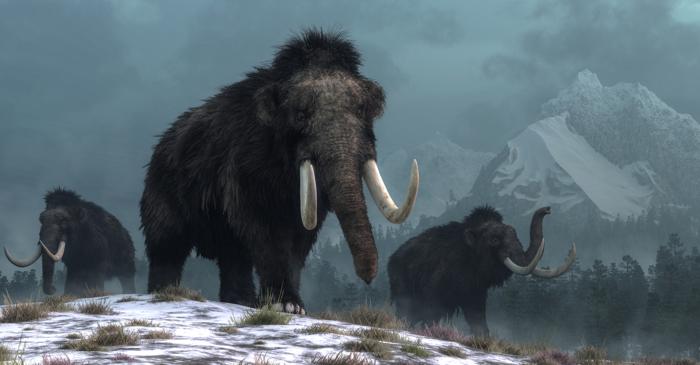 Primii pui de mamut lânos ar putea să se nască în 2026