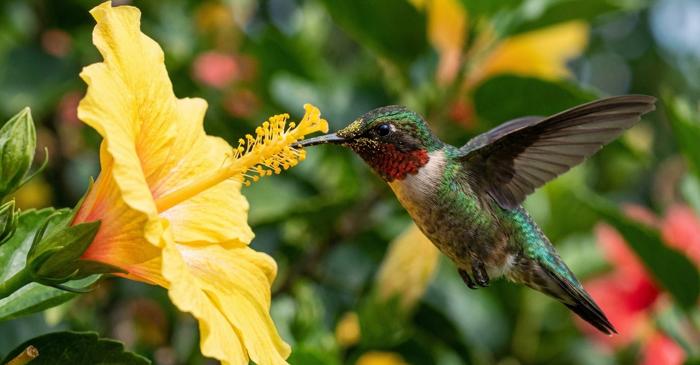 Singura pasăre care zboară cu spatele joacă un rol crucial în polenizarea Americilor