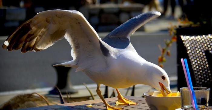 Un țipăt este de ajuns pentru a alunga pescărușii de la mâncare