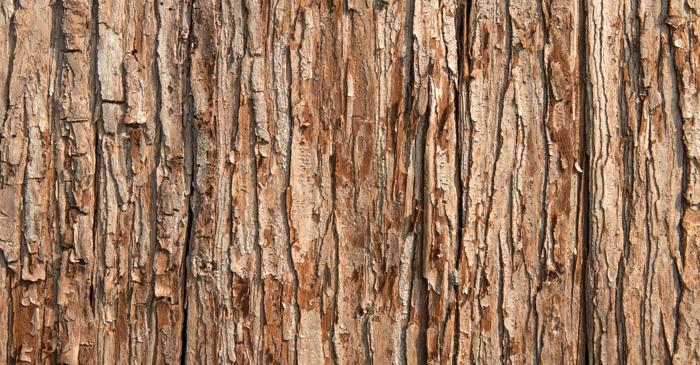 Un vast ecosistem de pe scoarța copacilor, ignorat până acum, ajută la reglarea climatului global