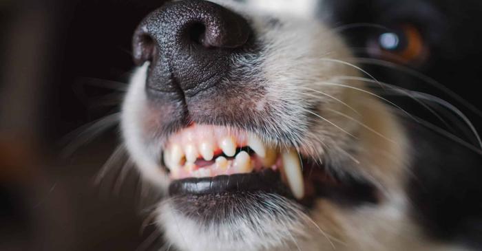 Câinii pot identifica o persoană periculoasă prin mirosul specific al fricii