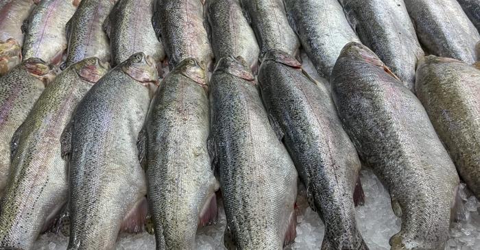 Cât de mult suferă un pește înainte de a ajunge în farfuria noastră?